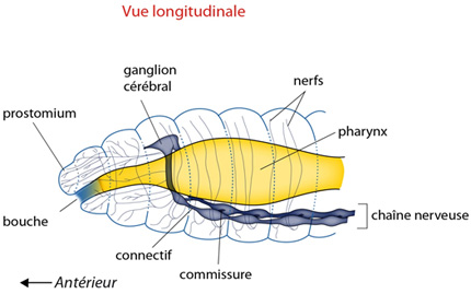 La Respiration du Lombric