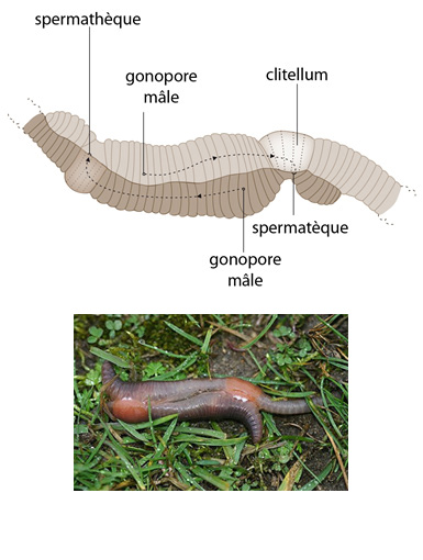 Lombric, lumbricus terrestris