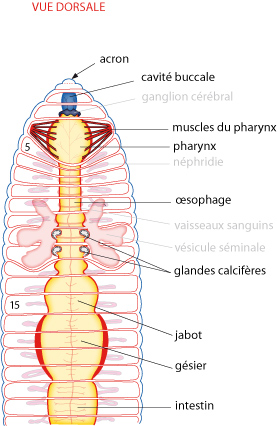 Zoologie - Les annélides