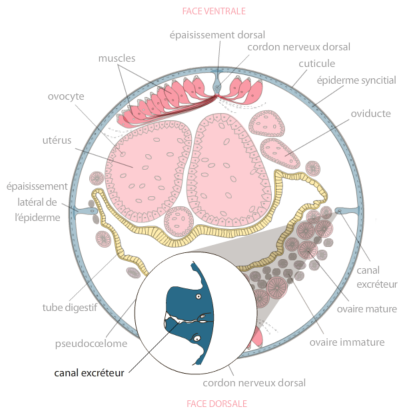 Que sont les nématodes et comment agissent-ils? - Matelma